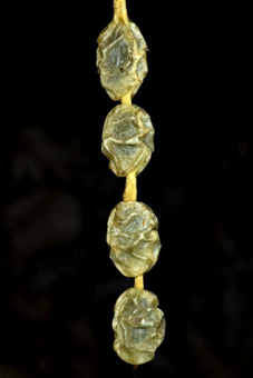 Loment - a legume modified to separate into single-seeded indehiscent segments [Sophora japonica; Fabaceae]